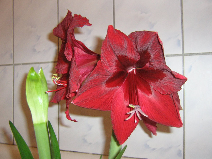 2544202750075666569TegQYq_fs - Hippeastrum