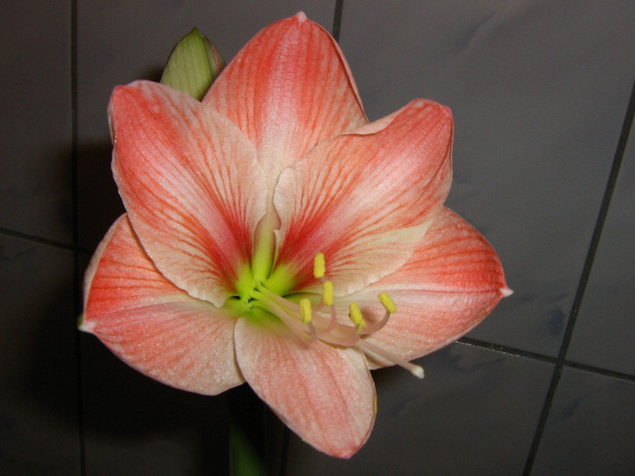 2545388580075666569YawKpd_fs - Hippeastrum
