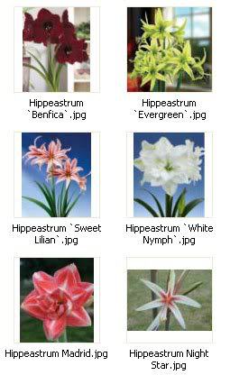 2547600480075666569nlgKmI_ph - Hippeastrum