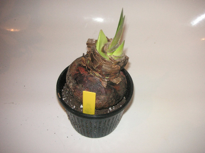 2548890100075666569qklmwA_fs - Hippeastrum