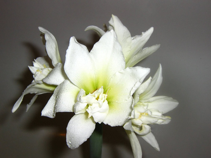 2549053800075666569RMIGrv_fs - Hippeastrum