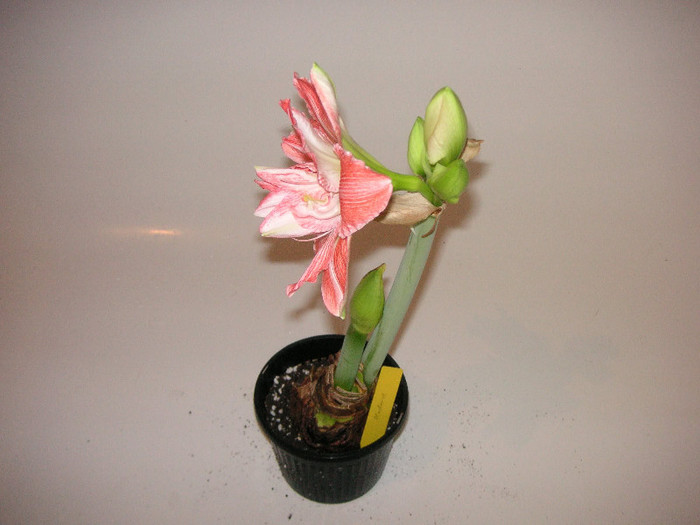 2554845320075666569kqpggJ_fs - Hippeastrum