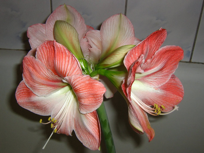 2555559110075666569ufwrdT_fs - Hippeastrum