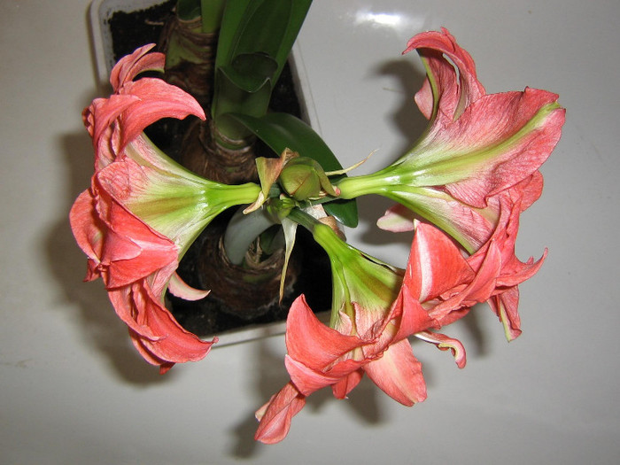 2557396830075666569VEdJTN_fs - Hippeastrum
