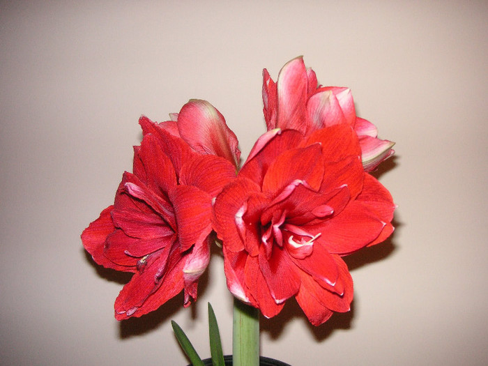 2558864470075666569MwwsIw_fs - Hippeastrum