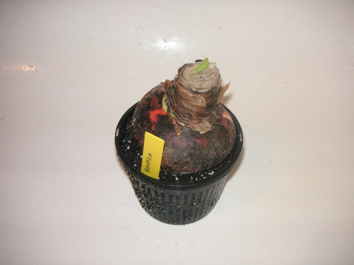 2559368620075666569oJVZbG_fs - Hippeastrum