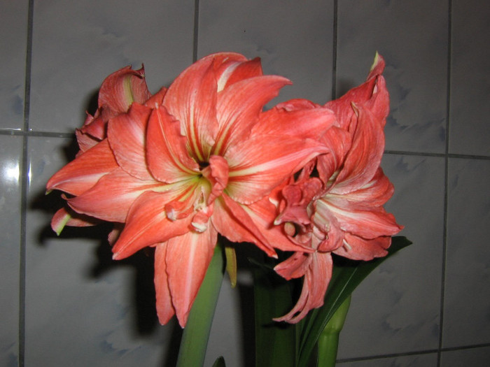 2559527670075666569aznxaI_fs - Hippeastrum