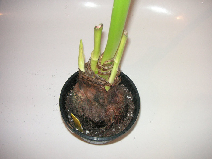 2563344820075666569IuaGim_fs - Hippeastrum