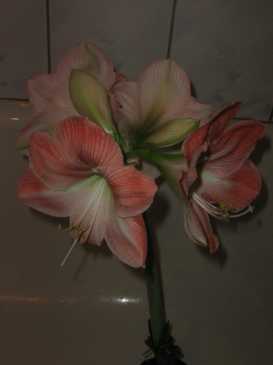 2573161920075666569zaFFqE_fs