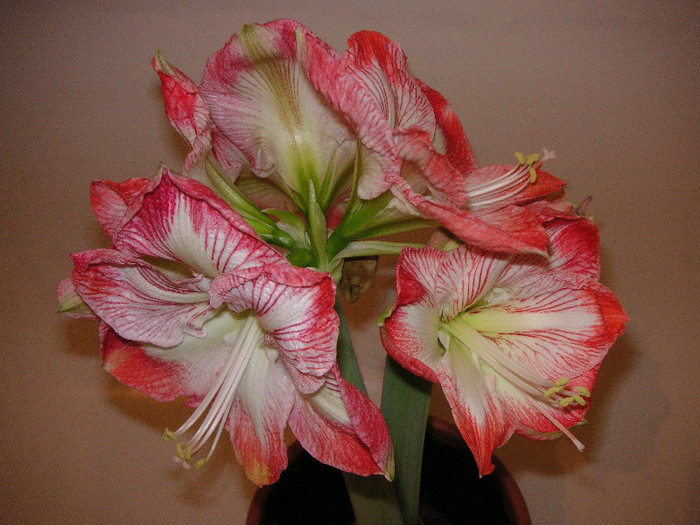 2588208990075666569FVODBz_fs