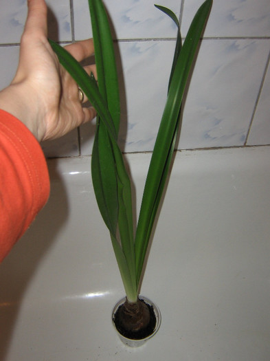 2589577930075666569ILJZrt_fs