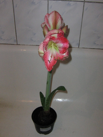 2597779010075666569FoqNxX_fs