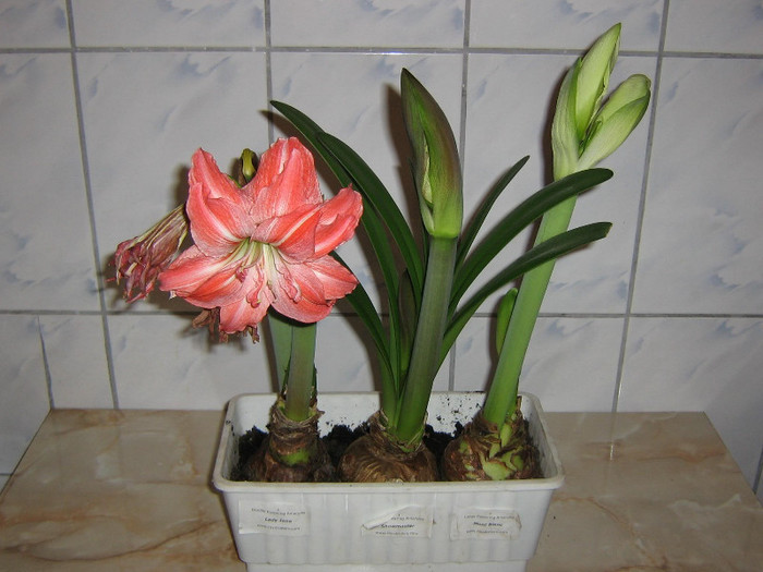 2604469380075666569ANKInY_fs