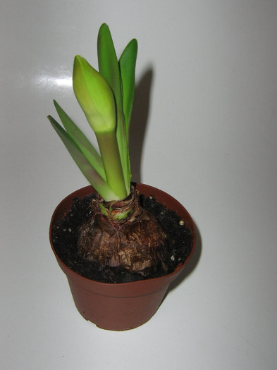 2606458210075666569IJDOqH_fs - Hippeastrum