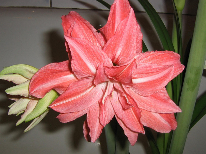 2606593090075666569wanLqY_fs - Hippeastrum