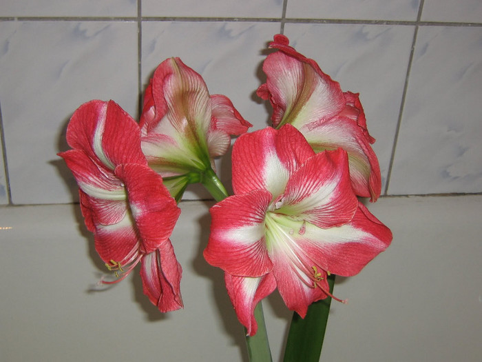 2609699770075666569UBQBFO_fs