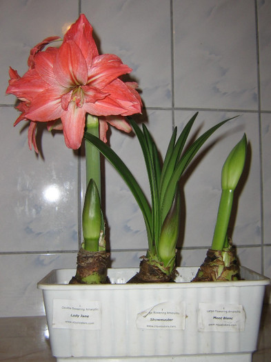 2623237540075666569FfUWpo_fs