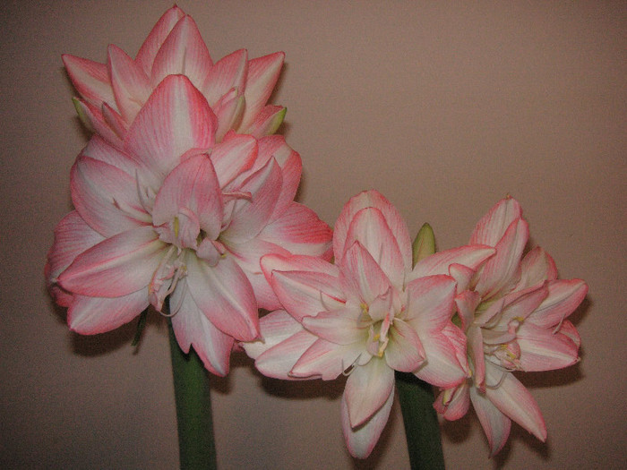 2624327850075666569tACrHs_fs