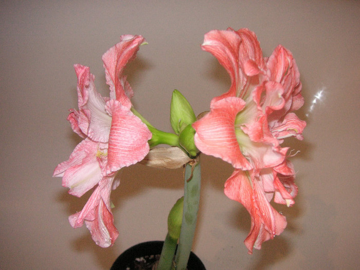 2627834300075666569MMXEpv_fs