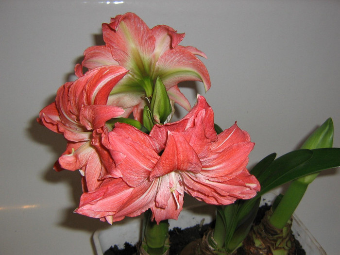 2631249350075666569suoeNS_fs