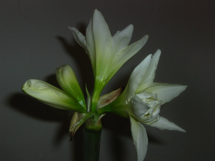 2636802340075666569QCHxdx_fs