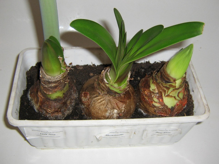 2641380740075666569omxxxM_fs