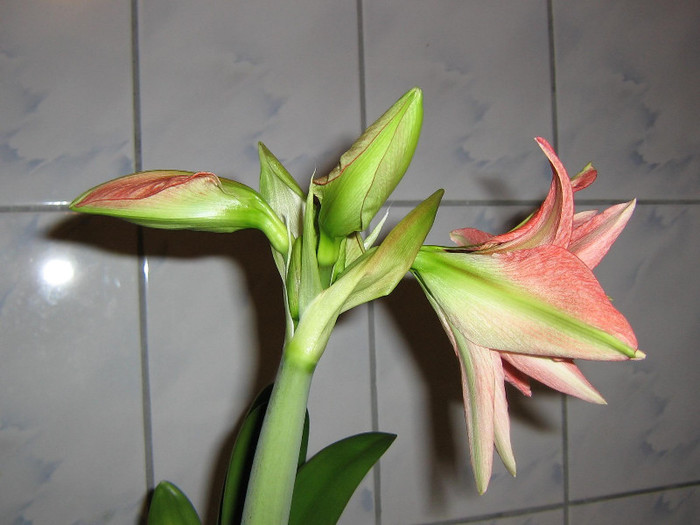 2643262930075666569noeiNU_fs