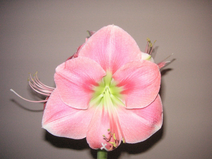 2646240340075666569mpTrJH_fs