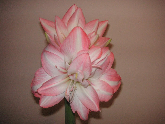 2647391660075666569iRsraB_fs - Hippeastrum