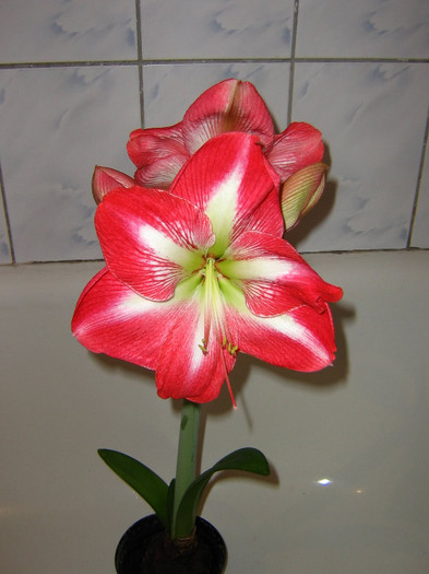 2649889910075666569jSnLqc_fs - Hippeastrum