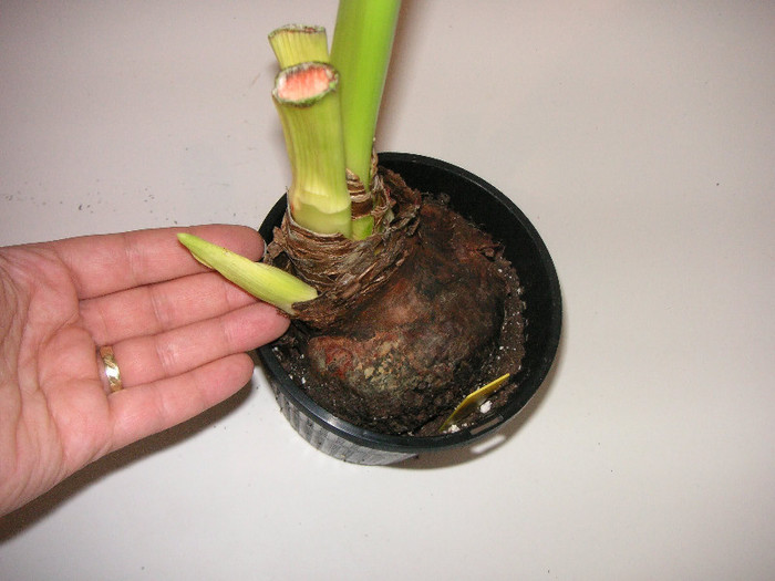 2650807470075666569psFRBR_fs - Hippeastrum