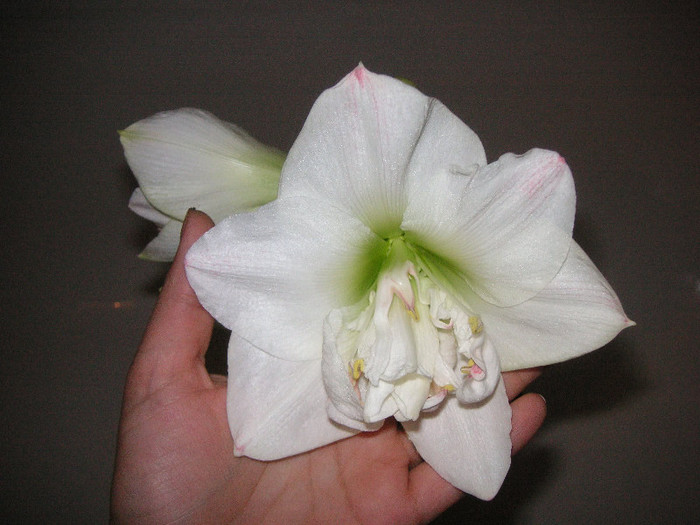 2651515730075666569JQUseC_fs - Hippeastrum