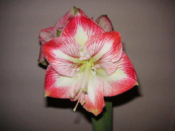 2652501210075666569FcLTsA_fs - Hippeastrum