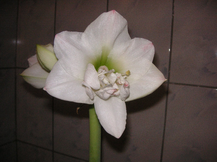 2658300830075666569ZbDJxS_fs - Hippeastrum