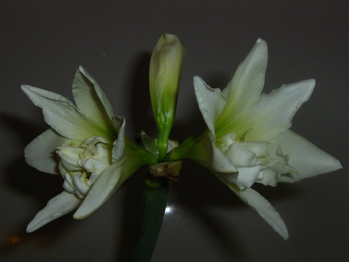 2664425520075666569cbmMID_fs - Hippeastrum