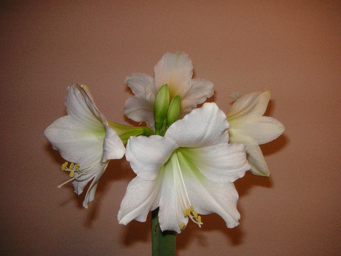 2668277760075666569sbTfMS_fs - Hippeastrum