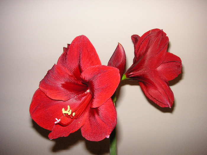 2671652880075666569ZZIlkv_fs - Hippeastrum