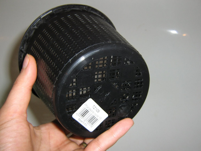 2676053020075666569bKCYMK_fs - Hippeastrum