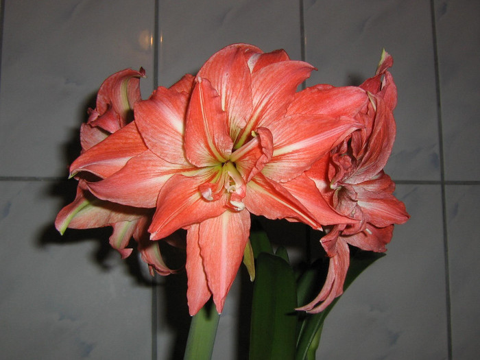 2680569000075666569DOnmmZ_fs - Hippeastrum