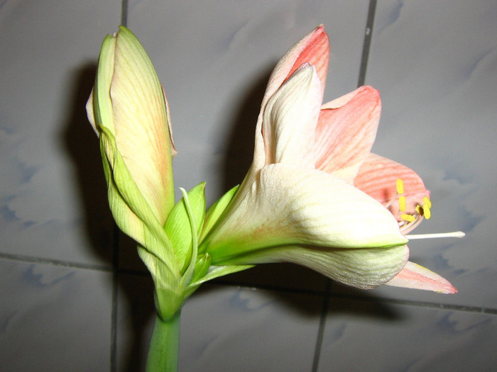 2682953720075666569GFoBvI_fs - Hippeastrum