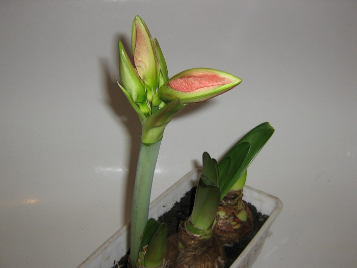 2689769370075666569JemIPD_fs - Hippeastrum