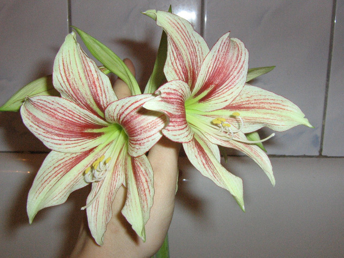 2689928170075666569ILiVIV_fs - Hippeastrum