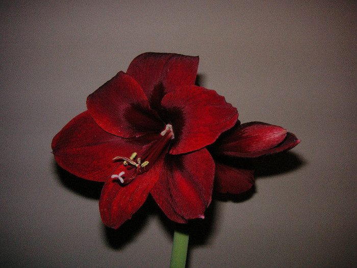 2691880190075666569aaybKc_fs - Hippeastrum