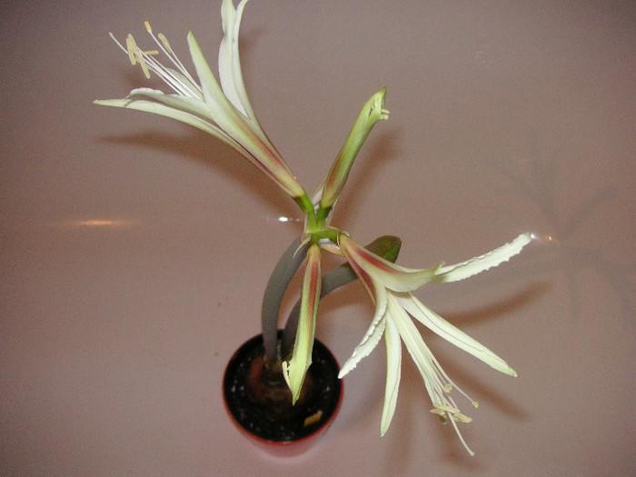 2692149070075666569UpEucR_fs - Hippeastrum