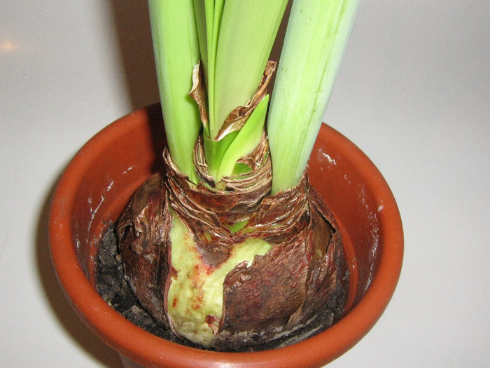 2695244230075666569tCXcfJ_fs - Hippeastrum