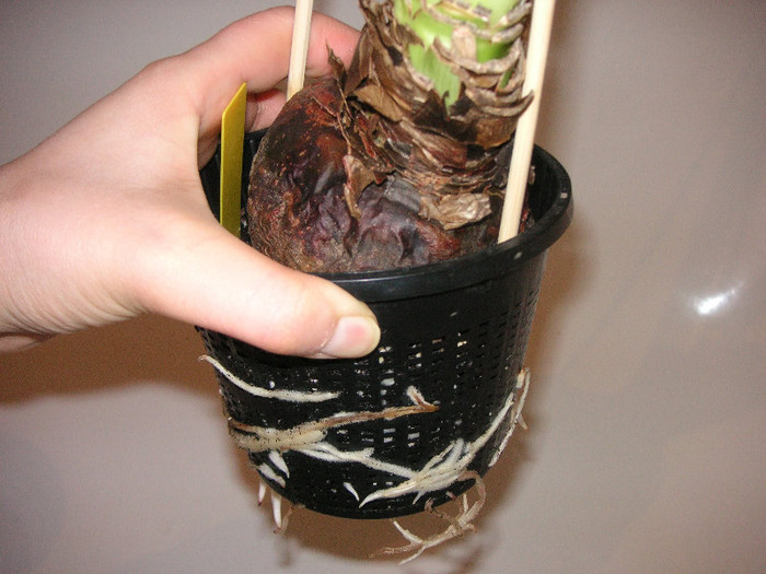 2695562310075666569KHaUBR_fs - Hippeastrum