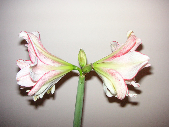 2700056560075666569MWzNnv_fs - Hippeastrum