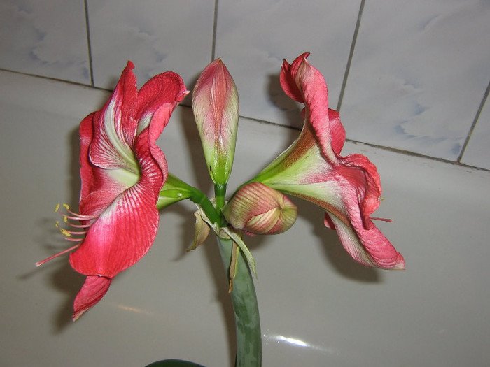 2701425650075666569lZMIkL_fs - Hippeastrum