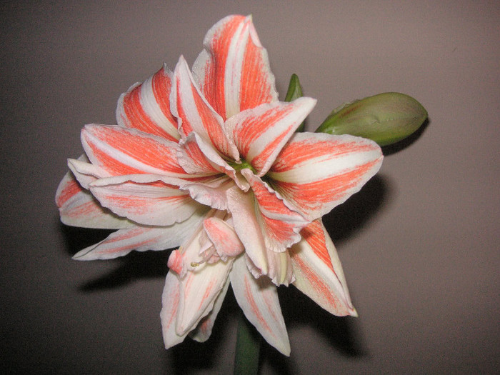 2702252650075666569nNuNwe_fs - Hippeastrum