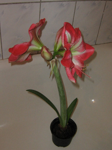 2702499620075666569XOCAkw_fs - Hippeastrum